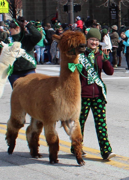 Gaelic Glen Alpacas in 2019 Cleveland St. Patrick's Day Parade